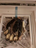 滿家樂 佛跳墻加熱即食海參鮑魚海鮮大禮包禮盒大盆菜套餐速凍 方便菜 1.25kg禮盒版佛跳墻（4鮑4條參） 曬單實(shí)拍圖