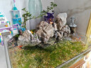 仿真釣魚(yú)翁小擺件園藝花卉微景觀(guān)姜太公假山盆景漁翁魚(yú)缸裝飾造景 釣魚(yú)老者（大） 曬單實(shí)拍圖