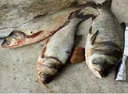 拓水黑坑釣魚(yú)竿超硬超輕黑棍大物飛磕19調手桿十大品羅非竿臺釣竿 3m 8H超硬19調（直飛12斤） 曬單實(shí)拍圖