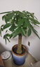 仟草集發(fā)財(cái)樹大型綠植花卉盆栽幸福樹散尾葵辦公室客廳四季常青大盆景 單桿發(fā)財(cái)樹 80厘米-1.2米高原土發(fā)貨 曬單實(shí)拍圖