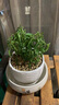 嫣藍七彩辣椒盆栽苗可食用新鮮彩色樹苗陽臺庭院植物室內(nèi)好養(yǎng)盆栽綠植 多年生/七彩辣椒【白色螺紋盆】 含盆 曬單實拍圖