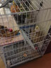 貝尼寵 貓籠子貓別墅便攜可折疊家用小型貓屋幼貓籠三層四層 白色 長(cháng)*寬*高60*43*100（適合一只10斤內） 曬單實(shí)拍圖