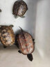 海童（KAIDO）龜糧烏龜飼料巴西龜草龜高鈣龜食小烏龜通用糧陸龜水龜高蛋白龜糧 5mm龜糧120g(適合10cm以上烏龜) 曬單實(shí)拍圖