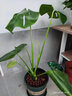 綠有意龜背竹大型盆栽綠植室內客廳辦公室清新空氣四季常青大葉水培植物 【開(kāi)背款】精品45cm2棵(螺紋盆 含盆 曬單實(shí)拍圖
