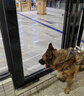 唐寵 狗嘴套 防咬防叫 大型犬 狗狗嘴套 防亂吃狗套防狗叫 中大型犬止吠器 金毛狗嘴罩 反光款黑色 XL-建議80-120斤 曬單實(shí)拍圖