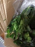 御卉閣 蟹爪蘭盆栽花苗綠植花卉室內陽(yáng)臺辦公室客廳擺放四季開(kāi)花植物  蟹爪蘭玫紅色一盆20棵左右 曬單實(shí)拍圖
