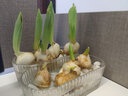 郁金香種球水培花卉植物土培開(kāi)花種子盆栽苗室內好活水養土培易種 巴黎舞女 【水培】5球+玻璃杯+營(yíng)養液+石頭 曬單實(shí)拍圖