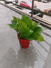 格調生活綠蘿盆栽室內花卉盆栽垂吊長(cháng)藤綠籮懶人桌面客廳綠植四季常綠 120紅色仿瓷綠蘿8盆+肥2包+噴壺 曬單實(shí)拍圖