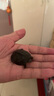萌龜飼家 安徽皖南小青頭龜苗北種龜 小青苗 黃金龜 水龜寵物觀(guān)賞龜活體 4-5厘米發(fā)色中 1只公龜 曬單實(shí)拍圖
