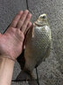 浮煙山金烏鯽魚(yú)竿手桿超輕細超硬28調臺釣竿高碳輕量版碳素野釣桿19品牌 6.3m 【硬挺19調】+垂釣禮包 曬單實(shí)拍圖