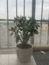 繪楓嶼玉樹(shù)盆栽苗老樁大葉玉樹(shù)花植物多肉燕子掌室內客廳綠植 玉樹(shù) 玉樹(shù)六年苗 曬單實(shí)拍圖