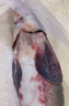 沢素灣 鮮活鱘魚禮盒裝 包活到家海鮮禮盒禮包長輩父母節(jié)送禮禮盒 1條禮盒裝 10斤/條【包活到家】 曬單實拍圖