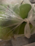 蔬果哆 廣西本地現(xiàn)貨新鮮水果 現(xiàn)摘 酸芒果 脆芒果 生吃芒果 青芒果 2.5kg 曬單實拍圖