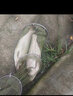 三分鐘（3 MINS）醉大頭500克粉末水庫池塘野釣鰱鳙鰱魚(yú)花白鰱餌料大頭鰱釣餌 500克醉大頭（粉末）X 1袋 曬單實(shí)拍圖