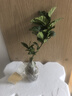 小盆梔子花盆栽四季開花不帶花苞室內(nèi)綠蘿水培花卉綠植物好養(yǎng)易活 20-30cm【1株】好多月開花 濃香型梔子花【帶花苞】10天開花 曬單實(shí)拍圖