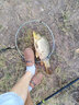 富源百川帝道秦鯉魚竿手桿超輕超硬高碳輕量版綜合竿臺釣竿黑坑競技竿魚桿 4.5m 4H超輕28調(diào)+竿稍 曬單實拍圖