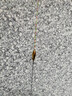 黃金眼 彩金版納米魚(yú)漂釣魚(yú)浮漂漁具加粗醒目鯽魚(yú)漂鯉魚(yú)混養漂 C-011 3號一支 曬單實(shí)拍圖