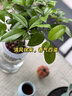 水培植物桂花小盆栽樹苗四季桂綠植花卉盆景水生水養(yǎng)辦公室內桌面 【店長推薦】四季桂+玻璃盆 曬單實拍圖