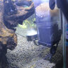 沐魚牧梵仟銳水草缸二氧化碳CO2細化器缸外置霧化擴散器進出管除油膜 牧梵新款L25二氧化碳細化器 曬單實拍圖