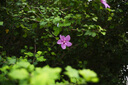 徠卡（Leica）M相機(jī)鏡頭 SUMMILUX-M 35mm f/1.4 M11/M11-P相機(jī)經(jīng)典復(fù)刻鏡頭（黑色）11301 曬單實(shí)拍圖
