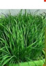 新韭菜根香韭菜農家傳統小細葉韭菜根四季綠植盆栽庭院種植易成活 大葉韭菜 韭菜根500顆送種植說(shuō)明 曬單實(shí)拍圖