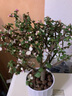 綠有意金枝玉葉盆栽老樁多肉水培植物室內(nèi)花辦公室綠植好養(yǎng)凈化空氣 棒棒糖【錐紋陶瓷花盆】+肥 曬單實拍圖