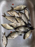 川澤微物小物浮漂高靈敏夜光漂日夜兩用魚漂淺水溪流釣小石斑馬口 吃鉛0.35g【綠光一目亮】 2支裝小物高靈敏夜光漂 曬單實(shí)拍圖