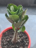 溢睬蓮沙漠玫瑰花苗 茉莉花盆栽四季開花鮮花庭院室內(nèi)綠植盆景觀賞花卉 多色花 沙漠玫瑰 精品大苗 曬單實(shí)拍圖
