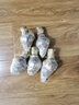 縱觀(guān)天下朱頂紅種球 荷蘭進(jìn)口朱頂紅種球 大球盆栽花卉 當年開(kāi)花 紅孔雀 不含盆 曬單實(shí)拍圖