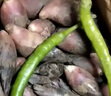 半畝莊園2025新鮮陽荷姜洋荷姜陽和姜陽藿蔬菜當(dāng)季現(xiàn)摘現(xiàn)發(fā)洋河【順豐】 3斤 曬單實(shí)拍圖