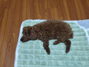 果粒之星純種活體泰迪幼犬茶杯犬泰迪犬泰迪貴賓犬寵物狗幼仔泰迪幼犬活體 血統(tǒng)級(jí) 曬單實(shí)拍圖