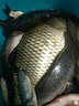 卸力線組斑點釣魚線套裝全套主線正品綁好超強拉力鯽魚主線組成品 3.6米卸力子線夾(單迷彩鉛 3卷裝) 0.8# 曬單實拍圖