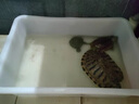 致薈樹(shù)加厚塑料方盆大四方水盆長(cháng)方形盆白色加深烏龜養殖盆工業(yè)零件盒 1#方盤(pán)白370*245*60 曬單實(shí)拍圖