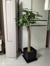 植男植女七彩鐵千年木室內盆栽辦公室觀(guān)葉大型植物客廳好養龍血樹(shù)源頭直發(fā) 曬單實(shí)拍圖