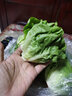 桃李村【順豐】新鮮奶油生菜 西餐沙拉蔬菜 500g 曬單實拍圖