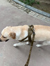 出眾者狗背帶狗狗牽引繩胸背帶狗繩小中型犬夏季狗鏈柯基柴犬邊牧遛狗繩 狼棕色（牽引繩+胸背帶） L（建議（75-110斤內(nèi)） 曬單實(shí)拍圖
