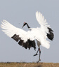 適馬（SIGMA） 150-600 mm 全畫幅二手鏡頭 中長(zhǎng)焦超遠(yuǎn)攝變焦鏡頭 打鳥荷花 適馬150-600 DG OS HSM S版佳能口 準(zhǔn)新 曬單實(shí)拍圖