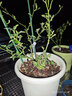菜園黃瓜爬藤架花架葡萄架子陽(yáng)臺豆角架植物園藝花支架固定支撐桿 直徑11mm長(cháng)度150cm20支 中等 曬單實(shí)拍圖