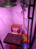 農(nóng)照50W日光溫室大棚植物生長燈花卉瓜果光合作用LED紅藍(lán)全光譜補(bǔ)光燈 西紅柿甜瓜辣椒葉菜專用QZ方案 曬單實(shí)拍圖