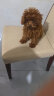 爱丽思（IRIS）狗厕所 防撕咬平板敞开式带网格宠物用品TFT65011 灰色 实拍图