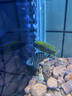瀚幻三湖慈鯛中大型活體熱帶觀(guān)賞魚(yú)馬鯛伊巴卡藍六間非洲王子藍面財神 十間8-10cm 1條 曬單實(shí)拍圖