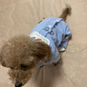 嬉皮狗（hipidog）小狗狗衣服可牽引立體翅膀小天鵝四腳衣貓咪秋冬衣服比熊泰迪棉衣 藍色（可牽引） L （建議體重8-11斤） 曬單實(shí)拍圖