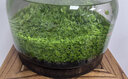 符象生態(tài)魚瓶玻璃魚缸微景觀魚蝦水草自循環(huán)桌面魚缸辦公室免換水打理 C款+水草泥+水草種子 曬單實(shí)拍圖