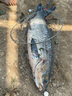 沃鼎大物抄網(wǎng)竿伸縮釣撈魚網(wǎng)兜巨物抄網(wǎng)桿 4m+涂膠大物網(wǎng)頭 曬單實拍圖