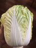 妮姬蘇北大白菜大白菜 新鮮蔬菜 青菜 鮮白菜冬儲(chǔ)大白菜 新鮮黃心菜五 2500g 曬單實(shí)拍圖