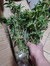 御春閣40顆裝陽(yáng)臺盆栽竹子 觀(guān)賞竹 小竹苗 米竹擺放綠植盆栽花卉 不含盆 一盆米竹40顆左右高度30-40厘米 曬單實(shí)拍圖