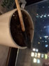 壽禾 薄皮甜西瓜種子種苗秋季水果種籽 濰育壽藝甜王西瓜種子30粒/袋  曬單實(shí)拍圖