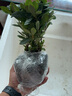 中夢四季杜鵑花盆栽大棵紅杜鵑花樹苗老樁花卉植物室內開花 5棵爆盆裝紅杜鵑小苗簡易盆 含盆 曬單實拍圖