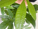 辦公室桌面室內綠植小盆栽奶油風(fēng)擺件四季好養室內吸甲醛凈化空氣 五福發(fā)財樹(shù)+米色提拉米蘇陶瓷盆+鋪面石 曬單實(shí)拍圖