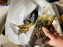 蟹得福 湛江特大蘭花蟹梭子蟹鮮活飛蟹海鮮新鮮藍花蟹帶膏母蟹 【公蟹】1斤裝 （2-3只/斤） 曬單實(shí)拍圖